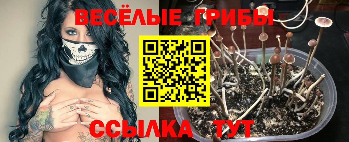 Галлюциногенные грибы Cubensis  Псилоцибиновые грибы MAGIC MUSHROOMS  Чебоксары  Вход с VPN 